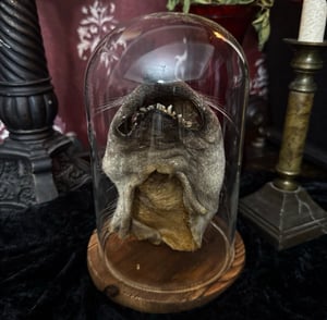 Image of Chupacabra