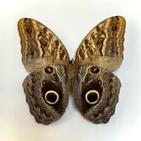 Image 2 of owl eye butterfly