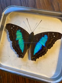 Image 2 of Doxocopa cherubina