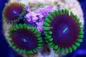 Image of Purple People Eater Paly