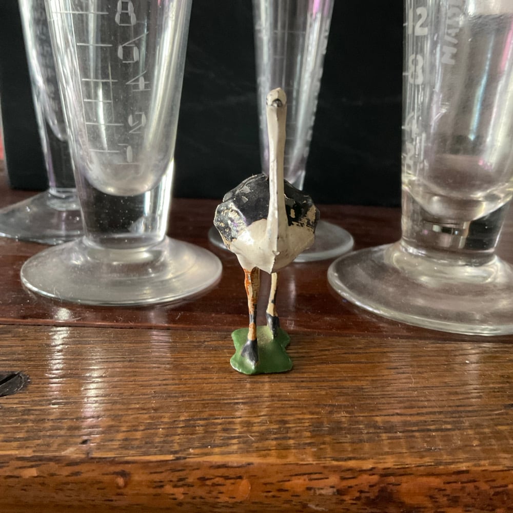 Image of ostrich