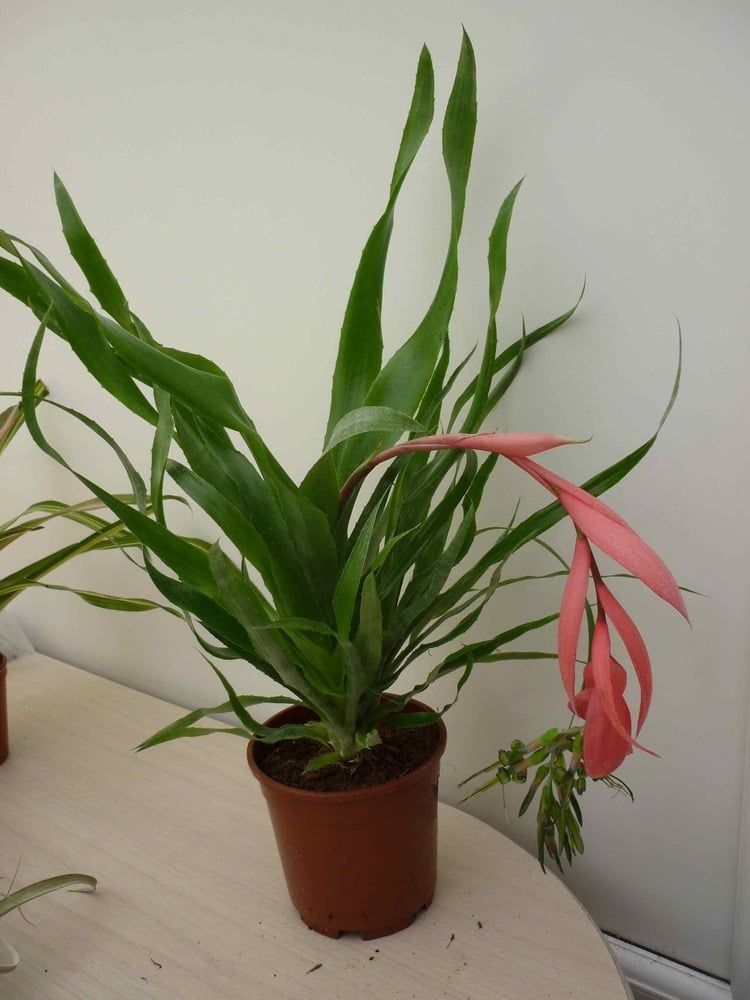 Image of Billbergia x windii