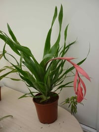 Image 1 of Billbergia x windii