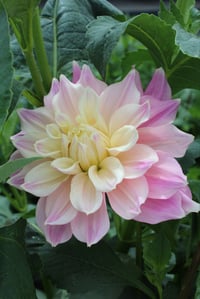 Image 1 of Cerise Rose Bud