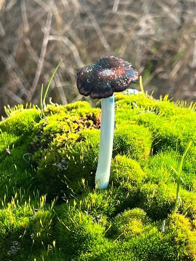 Image of Blue Staining Mushroom Plant Spike 2