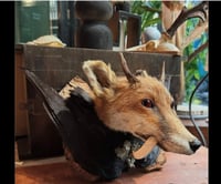 Image 3 of Museum of Unnatural History Vol.3  Workshop Thurs 4th Dec