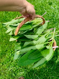 Image 4 of Comfrey Salve