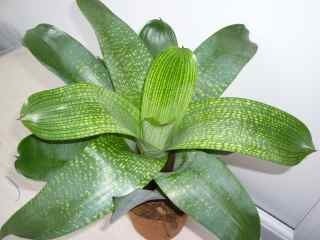 Image of Vriesea gigantica