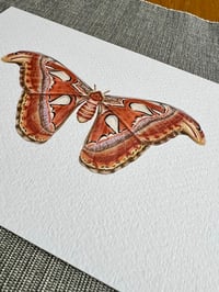 Image 3 of Moth Print - Various Designs