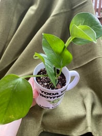 Image 3 of Golden Pothos in Yoda Boyfriend Mug