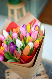 Image 5 of Tulipanes Mix
