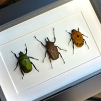 Image 1 of beetle trio #2