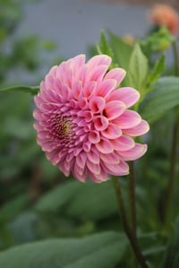Image 2 of Florelie Oracle