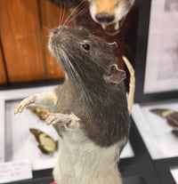 Image 2 of Make your own Large Taxidermy Rat Workshop 28th May 5.30 - 9.30pm 