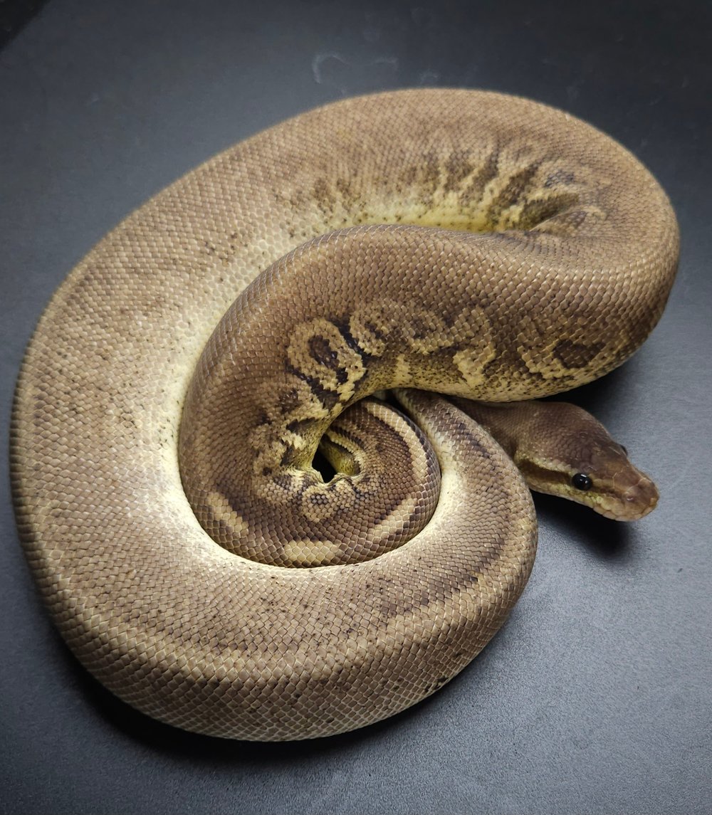 Male Pastel Cinnamon Het Red Axanthic 100% Het Pied Ultramel 50% Het Hypo