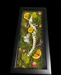 Rabbit spine with butterflies