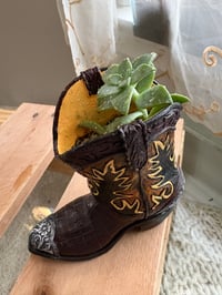 Image 1 of Ghost Echeveria in Cowboy Boot 