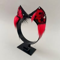 Image 2 of Red Star Kitten