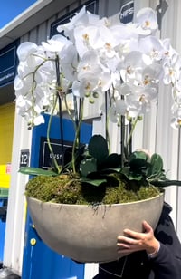 NEW! XXL orchid