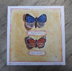 Image of Butterfly Print no.1