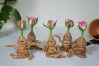 Image 2 of Baby Rosebud Mandrakes