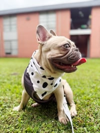 Image 2 of Spot On Style