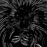 Image 2 of Porcupine & Blueberries