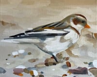Snow Bunting Study