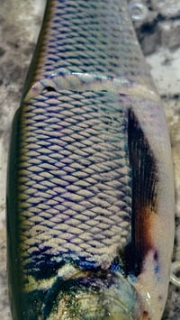 Image 2 of Full Size Shat - “Gizzard”