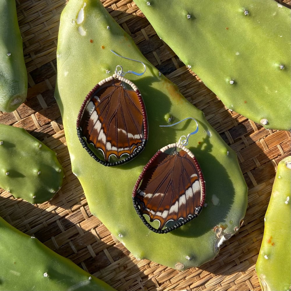 Image of Siproeta epaphus Wing Earrings