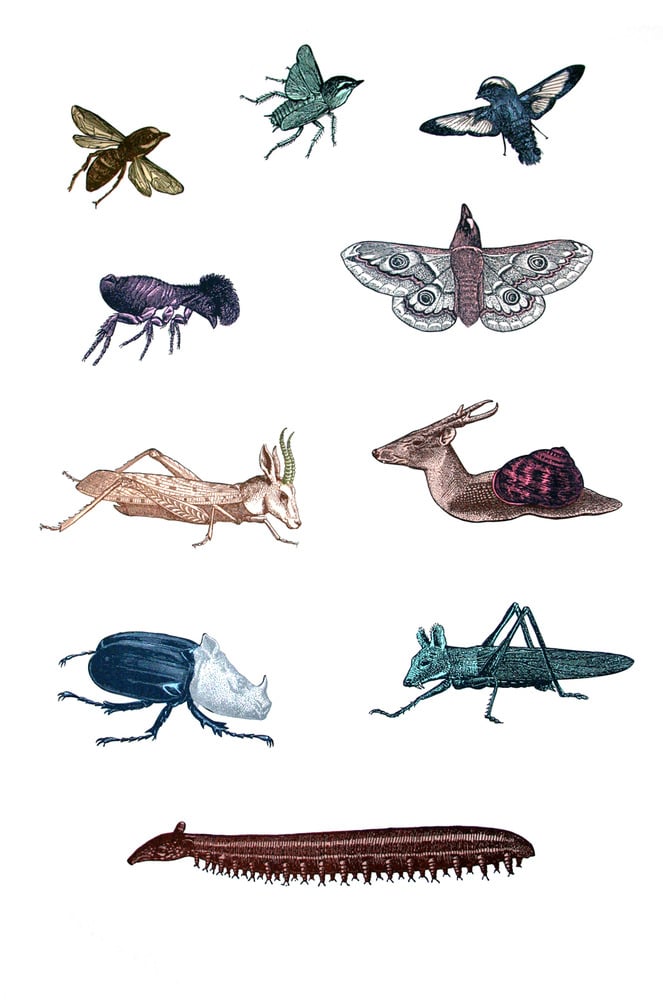 Image of Animated Animals of the Small Kind