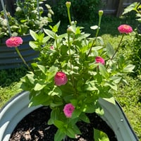 Image 2 of Oklahoma Pink Zinnia 