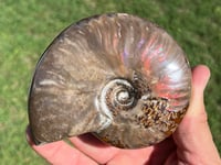 Image 19 of Purple - Rainbow Iridescent Ammonite Shell Fossil | Madagascar #2895