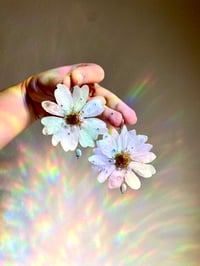 Image 3 of 🤍Moondew Pearl Daisies🤍