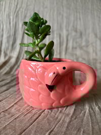 Image 1 of Jade Plant in Pink Flamingo