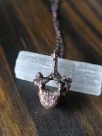 Image 3 of Porcupine vertebra