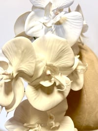 Image 3 of White orchids 