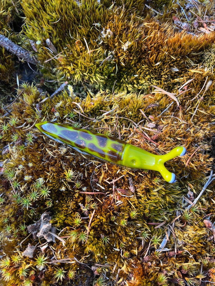 Image of Green and Brown Boro Slug