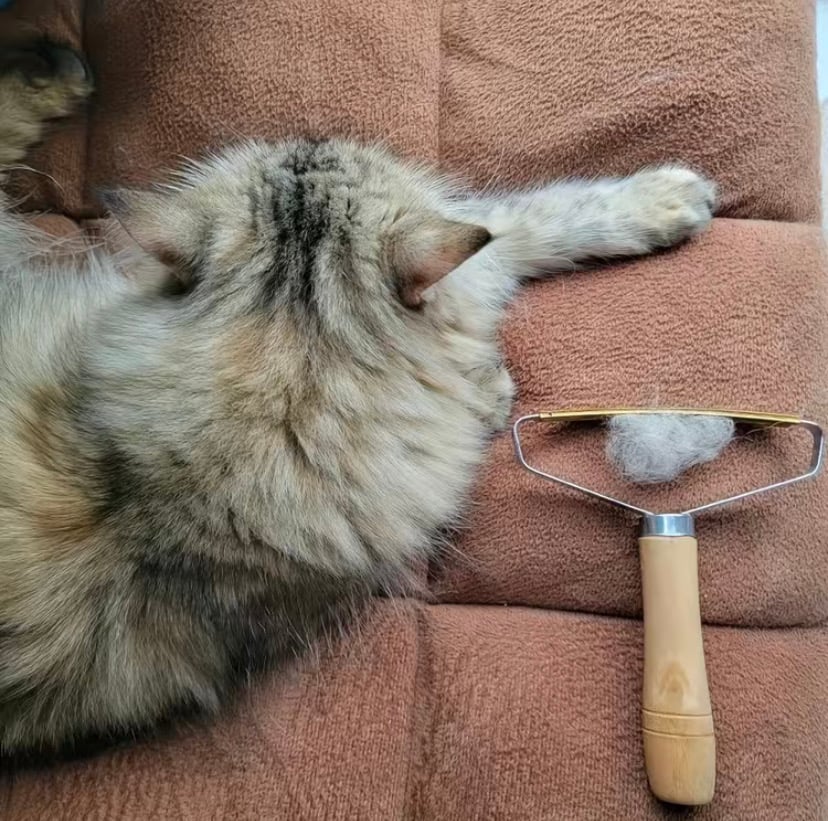 Image of pet hair groomer