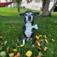 Image 5 of Bark To School - Bandana and/or Bow Tie
