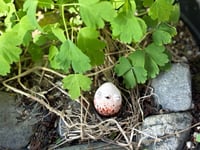 Image 4 of Shelly