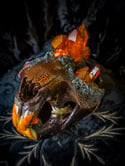 Orange Quartz & Carborundum - Beaver Skull 