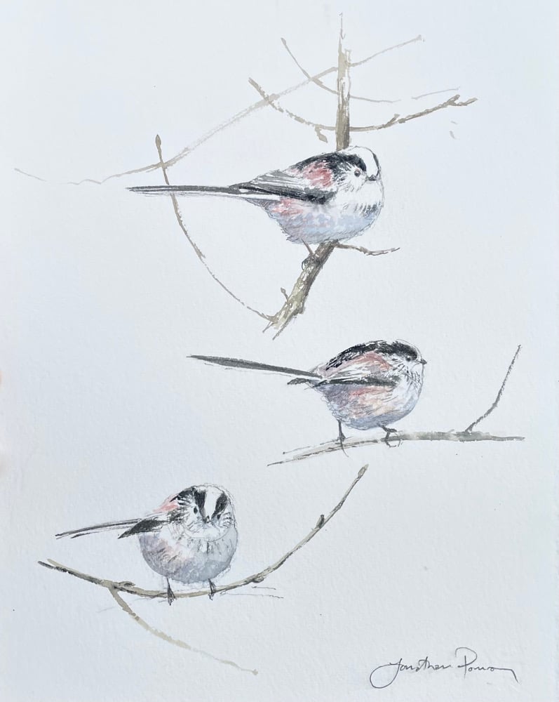 Image of Long-tailed tit studies