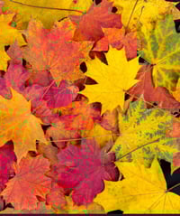 Image 1 of Moment Autumn girl 