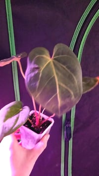 Barry schwartz noid number 2