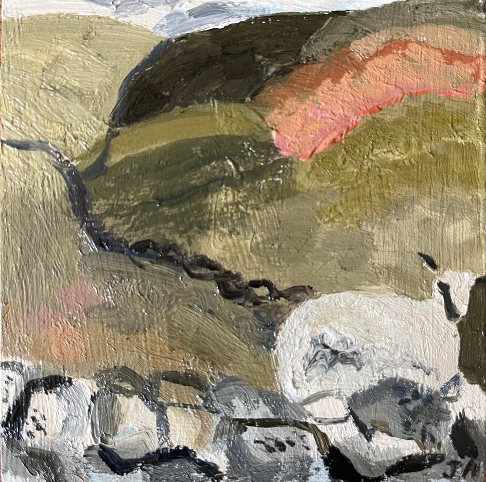 Image of Curious sheep 