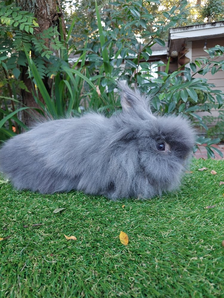 Image of Gremlin (F)