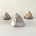 Image of Pottery Limpet shells