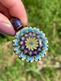 Image 5 of Mountain Daisies