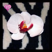 Image of White Orchid Hair Clip